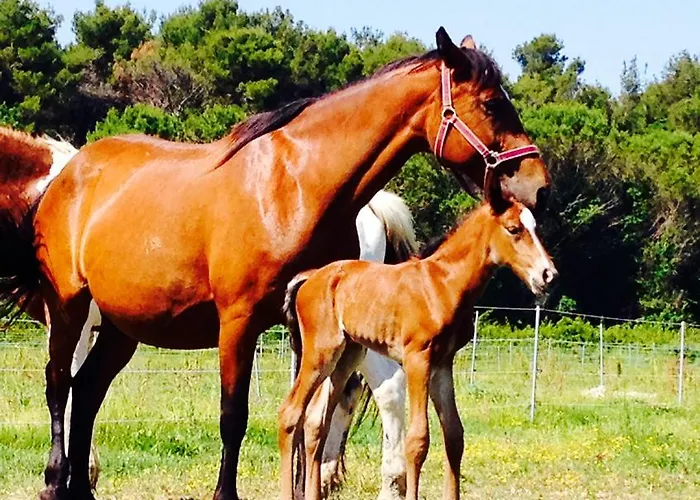 Hornos Lantgård Numana
